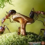 فلسفه النمل في الحياه