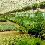 صور مشاتل زراعية روعه