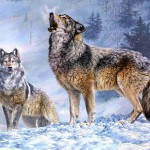 صور طبيعية ومناظر طبيعية للحيوانات