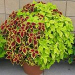 اشجار الزينة ذات اوراق ملونة سبحان الله الخالق  