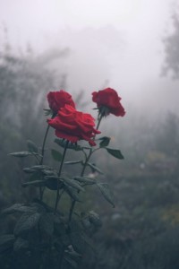 7c67bcd07d93c0148b5cb1e8c9813841