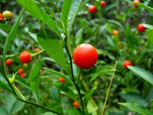 800px-Solanum_pseudocapsicum