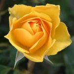 صور جديدة ورد