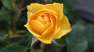 صور جديدة ورد