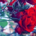 صور ورود دقة عالية