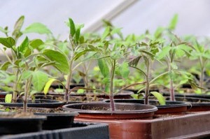 9818213-tomato-plant-in-glass-house