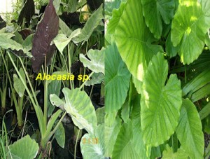 Alocasia+sp