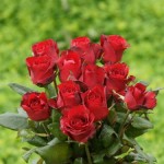 اجمل صور رومانسية ورود حمراء جميلة وجديدة2016