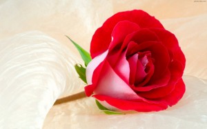 Beautiful_Red_Roses