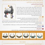 شروط و عمر الاضحية ونوعها ووقت ذبحها