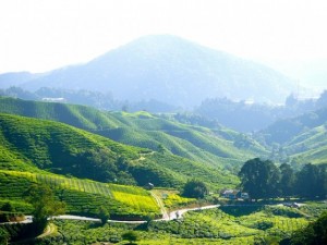 Cameron-Heights-in-Malaysia-e1450261834201