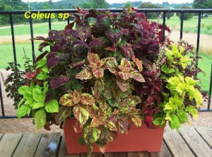 Coleus+sp