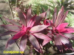 Cordyline+sp
