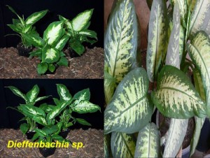 Dieffenbachia+sp