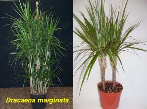 Dracaena+marginata