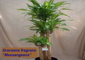 Dracaena+massangeana