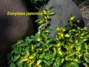 Eunymus+japonica