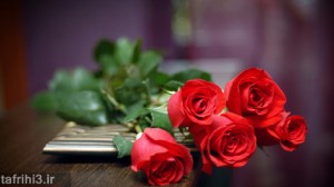 Flower-Rose1-Wallpaper-hd-470x264