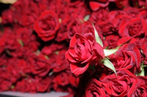 MahPic_Com_red_rose_flower_wallpaper_8