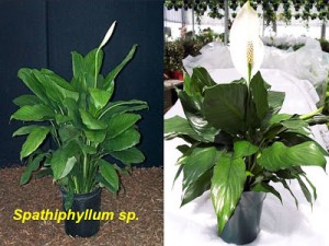 Spathiphyllum+sp