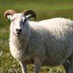 شروط و عمر الاضحية ونوعها ووقت ذبحها