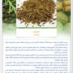 البهارات في طبخاتنا الخاصة
