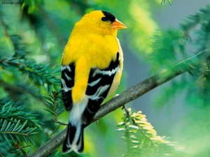 اجدد صور طيور 2016 روعه