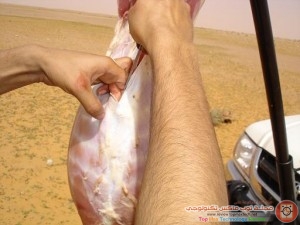 شرح كيفية الذبح بالتفصيل المصور