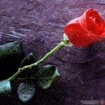 اجدد صور ورد احمر للعشاق  اجمل خلفيات ورد احمر للعشاق 2015