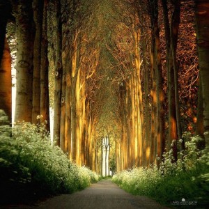 amazing-tree-tunnels-7-750x750