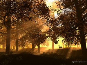 awesome-sunshine-trees03