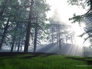 awesome-sunshine-trees04