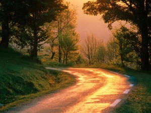 awesome-sunshine-trees05