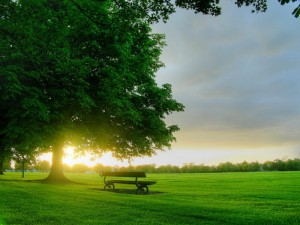awesome-sunshine-trees06