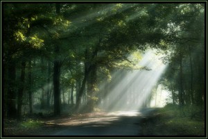 awesome-sunshine-trees08