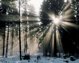 awesome-sunshine-trees10