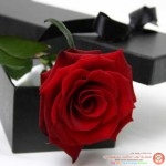 اروع صور حب صورة ورده حمراء للعشاق