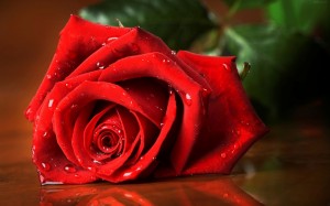 beautiful-red-rose