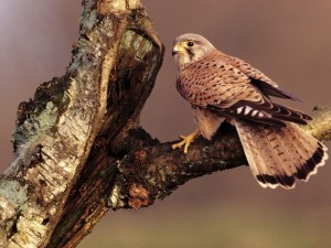 birds_animals_falcon_bird_Wallpaper_1024x768_www.wallpaperswa.com