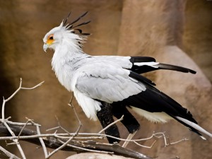 birds_animals_secretary_bird_Wallpaper_1024x768_www.wallpaperswa.com