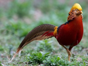 birds_golden_pheasant_Wallpaper_1024x768_www.wallpaperswa.com
