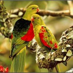 اجدد صور طيور 2016 روعه 