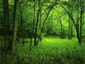 elmstba.com_1457069811_294