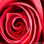 ورد صور ورد حمرا روعة