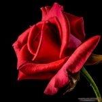 ورد صور ورد حمرا روعة