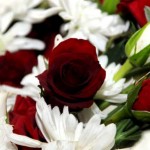 صور ورود طبيعيه صور ورود طبيعية 2017صور ازهار طبيعيه