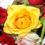 صور ورود طبيعيه صور ورود طبيعية 2017صور ازهار طبيعيه