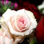 صور ورود طبيعيه صور ورود طبيعية 2017صور ازهار طبيعيه