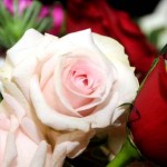 صور ورود طبيعيه صور ورود طبيعية 2017صور ازهار طبيعيه