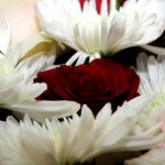 صور ورود طبيعيه صور ورود طبيعية 2017صور ازهار طبيعيه